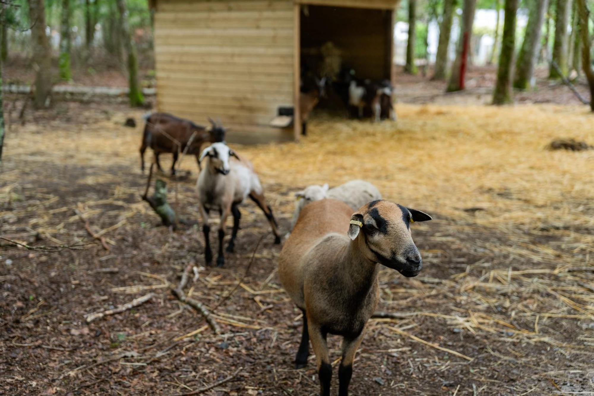 Sunelia Le Petit Bois Mesquer Kültér fotó